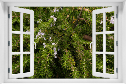 Fototapeta Naklejka Na Ścianę Okno 3D - Planta del romero en Flor 