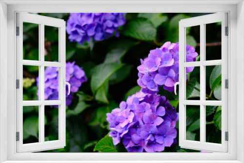 Fototapeta Naklejka Na Ścianę Okno 3D - purple hydrangea flowers