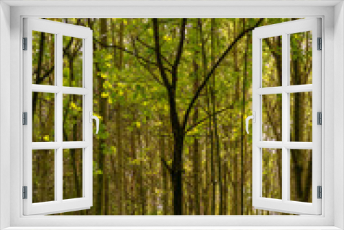 Fototapeta Naklejka Na Ścianę Okno 3D - Woodland scene.