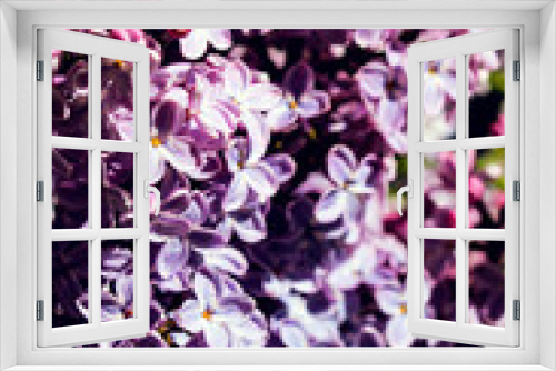 Fototapeta Naklejka Na Ścianę Okno 3D - Wild Common Lilac flowers also known as Syringa vulgaris tree blossom blooming in spring.