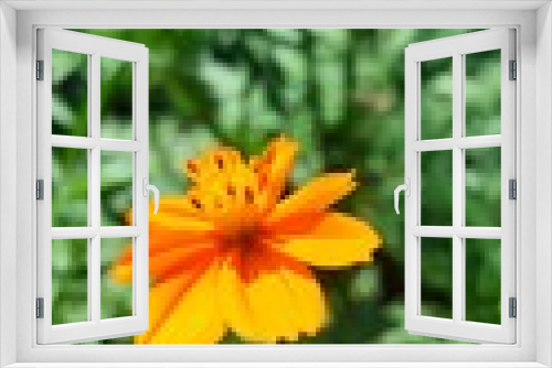 Fototapeta Naklejka Na Ścianę Okno 3D - orange flower in the phorest mobile photography