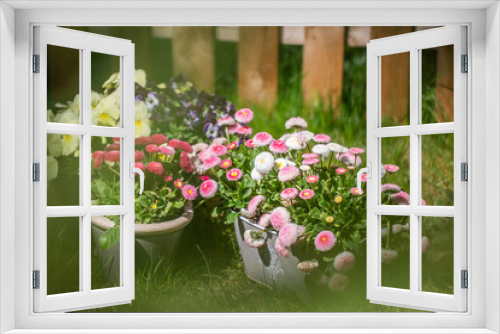 Fototapeta Naklejka Na Ścianę Okno 3D - Beautiful daisies in a rustic metal pot on green grass. gardening concept
