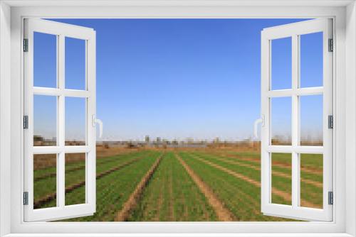 Fototapeta Naklejka Na Ścianę Okno 3D - wheat field under the blue sky