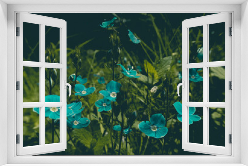 Fototapeta Naklejka Na Ścianę Okno 3D - Beautiful blue flowers of Veronica chamaedrys (germander speedwell, bird's-eye speedwell, cat's eyes) - herbaceous perennial species of flowering plant in the plantain family Plantaginaceae background