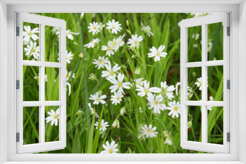 Fototapeta Naklejka Na Ścianę Okno 3D - white forest flowers in green grass.Background of white small flowers.