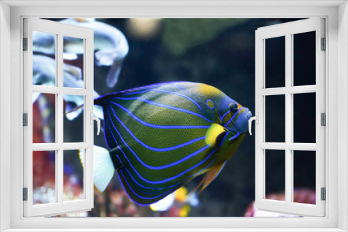 Fototapeta Naklejka Na Ścianę Okno 3D - Coral colorful fish - queen angelfish