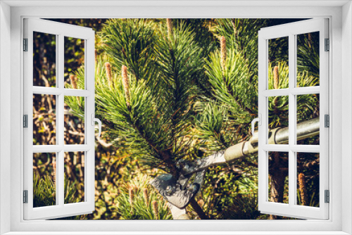 Fototapeta Naklejka Na Ścianę Okno 3D - Cutting branches with shears. The man cuts branches of bushes, trees with hand shears. Concept of caring for the garden, the beauty of the garden. Allotment season. Shrub formation, tree appearance.