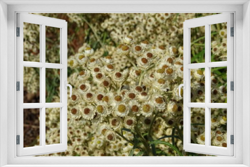 Fototapeta Naklejka Na Ścianę Okno 3D - Tapis de marguerites