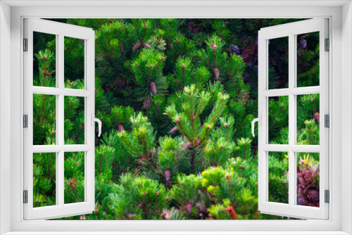 Fototapeta Naklejka Na Ścianę Okno 3D - green trees on califoria coast