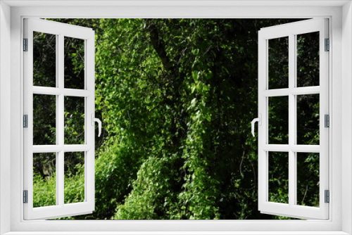 Fototapeta Naklejka Na Ścianę Okno 3D - Flora Barrial Alto