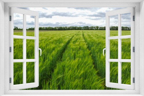 Fototapeta Naklejka Na Ścianę Okno 3D - Green field of wheat or barley with young ears and cloudy sky.