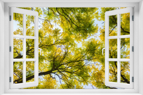 Fototapeta Naklejka Na Ścianę Okno 3D - the shade of a tree image, a leafy shade