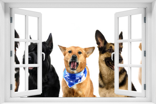 Fototapeta Naklejka Na Ścianę Okno 3D - Different breeds of dogs