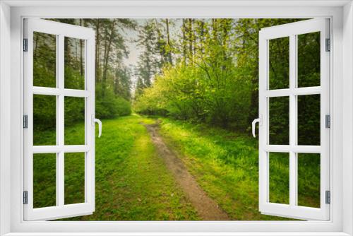 Fototapeta Naklejka Na Ścianę Okno 3D - Scenic view in beautiful spring forest with green grass and bushes around the path, trees and small road, leading far away, spring nature reserve landscape