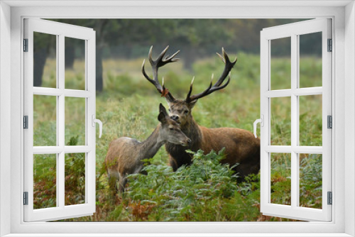 Fototapeta Naklejka Na Ścianę Okno 3D - Red deer cervus elaphus in autumn colours