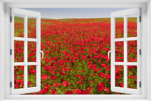 Fototapeta Naklejka Na Ścianę Okno 3D - Blooming poppy fields in the spring in the mountains