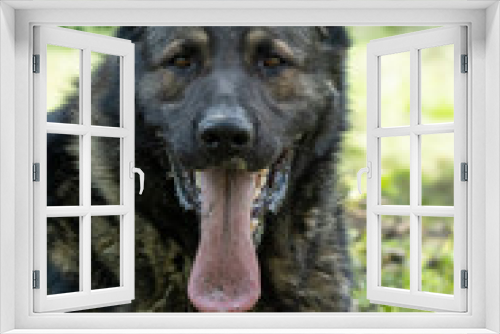 Fototapeta Naklejka Na Ścianę Okno 3D - German Shepherd is a German dog breed, one of the most widely used in the world and also the most widely used service breed