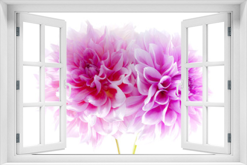 Fototapeta Naklejka Na Ścianę Okno 3D - Dahlia