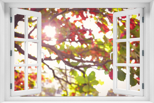 Fototapeta Naklejka Na Ścianę Okno 3D - beautiful warm light of sun in autumn morning day, abstract blur bokeh in nature