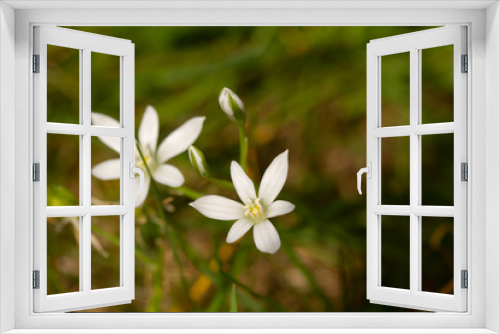 Fototapeta Naklejka Na Ścianę Okno 3D - 
macro photo of white flowers in spring in prague in czech republic