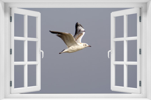 Fototapeta Naklejka Na Ścianę Okno 3D - 
Black-headed Gull bird in spring