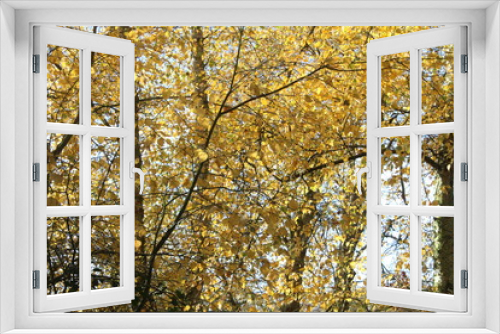 Fototapeta Naklejka Na Ścianę Okno 3D - View through the treetop canopy and the branches of the trees with the  sun's rays steaming through.