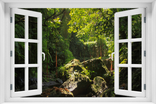 Fototapeta Naklejka Na Ścianę Okno 3D - Dense equatorial vegetation tropical rainforest