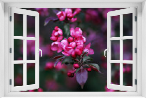 Fototapeta Naklejka Na Ścianę Okno 3D - pink and violet flowers on the tree spring blossom