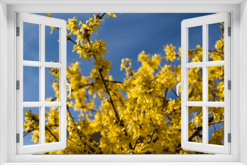 Fototapeta Naklejka Na Ścianę Okno 3D - yellow flowers of forsythia