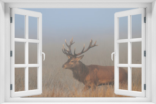 Fototapeta Naklejka Na Ścianę Okno 3D - Jeleń szlachetny na rykowisku