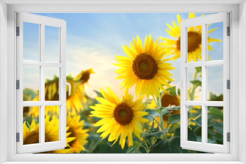 Fototapeta Naklejka Na Ścianę Okno 3D - Beautiful sunflower field on summer day
