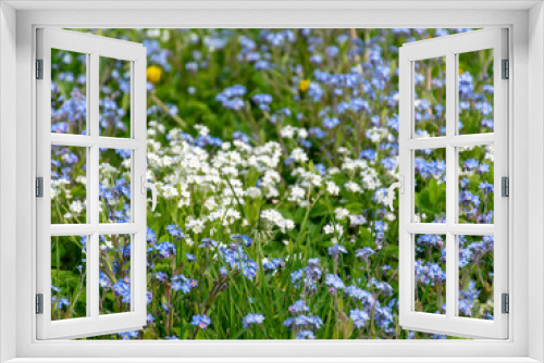 Fototapeta Naklejka Na Ścianę Okno 3D - spring meadow with beautiful flowers in the garden during spring, Forget not me, flowers
