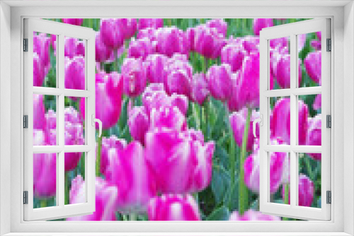 Fototapeta Naklejka Na Ścianę Okno 3D - purple tulips on flowerbed