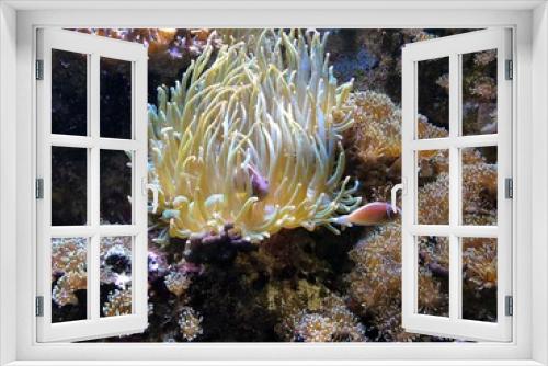 Fototapeta Naklejka Na Ścianę Okno 3D - Koralle Clownfisch