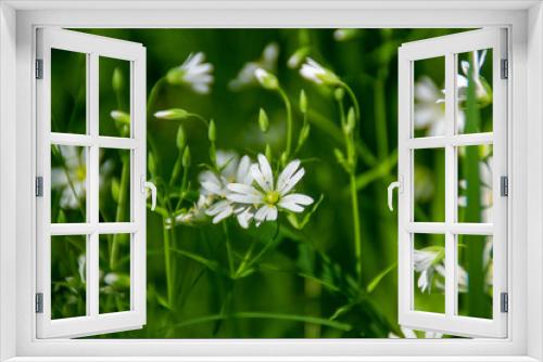Fototapeta Naklejka Na Ścianę Okno 3D - white flowers in the National Park Elk Island