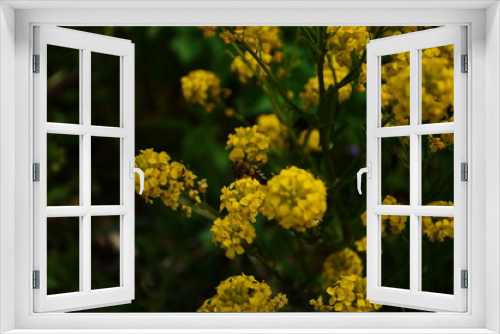 Fototapeta Naklejka Na Ścianę Okno 3D - closeup view of mustard yellow flowers blooming in field
