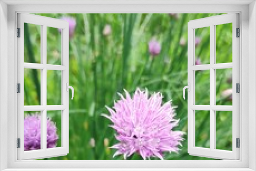 Fototapeta Naklejka Na Ścianę Okno 3D - pink cosmos flower