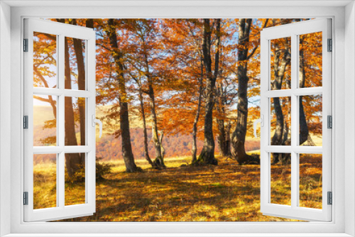 Fototapeta Naklejka Na Ścianę Okno 3D - Beautiful sunny day in autumnal forest.