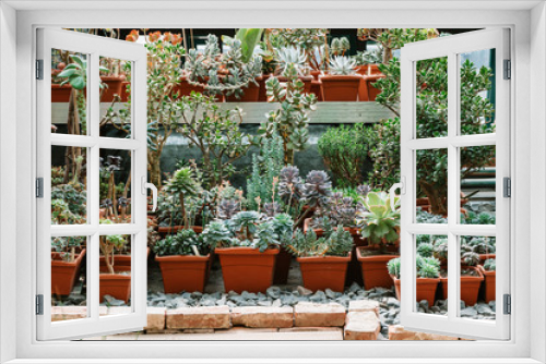 Fototapeta Naklejka Na Ścianę Okno 3D - Different kinds of cacti in a greenhouse.