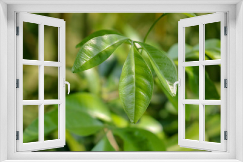 Fototapeta Naklejka Na Ścianę Okno 3D - Three Green Leaves with Green Blur Background