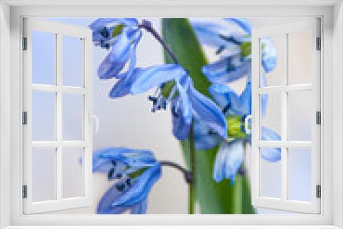 Fototapeta Naklejka Na Ścianę Okno 3D - Blue and white scylla flowers in early spring, closeup, blurred background