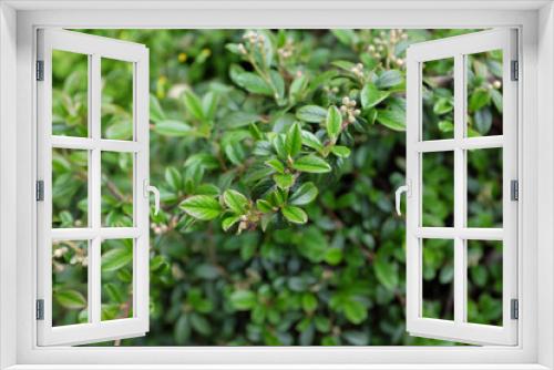 Fototapeta Naklejka Na Ścianę Okno 3D - Cotoneaster dammerii Schneid. (Rosaceae), outdoor plants 2020