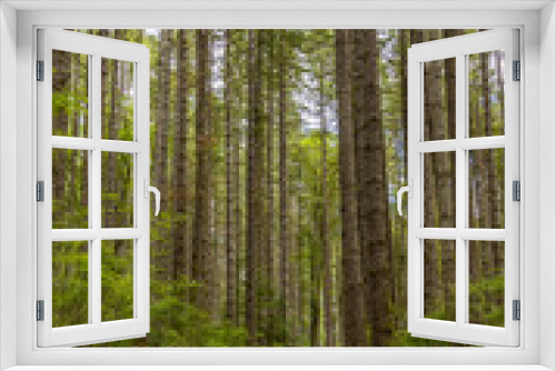 Fototapeta Naklejka Na Ścianę Okno 3D - Path through beautiful landscape of coniferous trees in British Columbia Canada