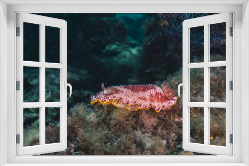 Fototapeta Naklejka Na Ścianę Okno 3D - Nudibrânquio vermelho no fundo do mar.