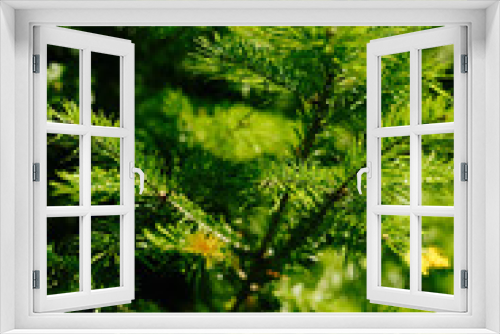 Fototapeta Naklejka Na Ścianę Okno 3D - Closeup photo of green needle spruce tree. Blurred pine needles in background