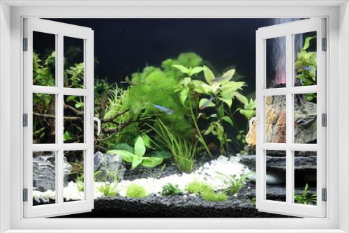 Fototapeta Naklejka Na Ścianę Okno 3D - natura pod wodą