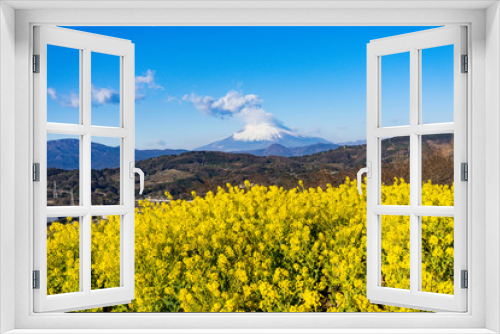 Fototapeta Naklejka Na Ścianę Okno 3D - 二宮市の菜の花畑と富士山