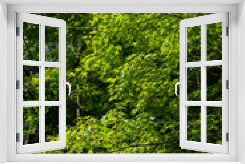 Fototapeta Naklejka Na Ścianę Okno 3D - 初夏の森