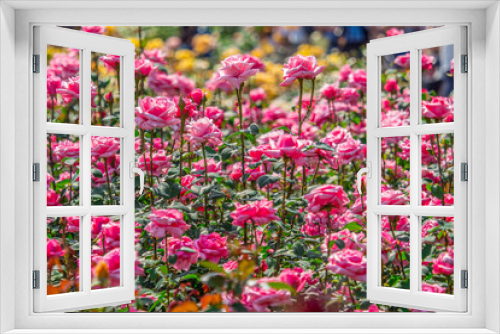 Fototapeta Naklejka Na Ścianę Okno 3D - バラ rose