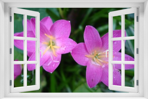 Fototapeta Naklejka Na Ścianę Okno 3D - pink orchid in the garden